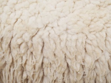 yün koyun doku ve arka plan