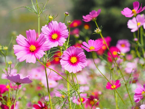 Cosmos rosados floreciendo — Foto de Stock