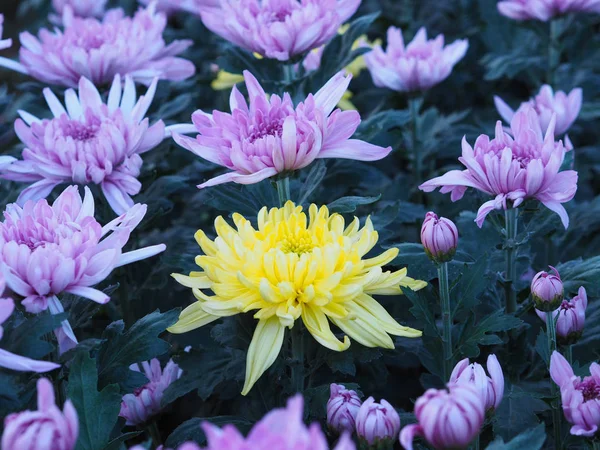 Una flor de crisantemo amarillo entre otros colores violeta — Foto de Stock