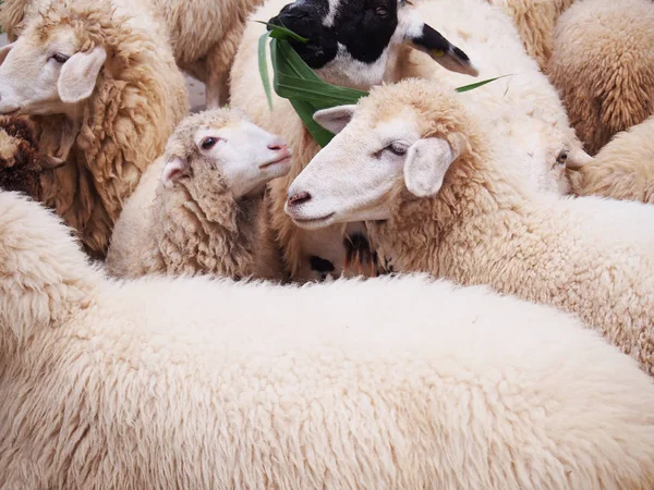 Koyunları akın hayvancılık çiftliğinde gülümseyen. — Stok fotoğraf