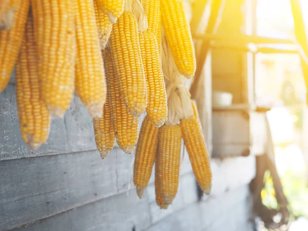 Dry old yellow corns — Stock Photo, Image