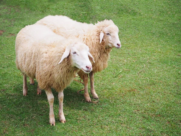 Schapen in de Wei — Stockfoto