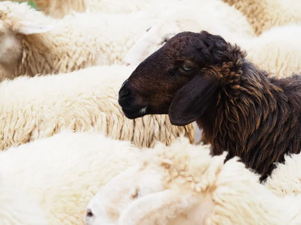 Fekete bárány fehér birkák állományban — Stock Fotó