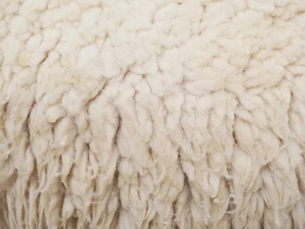 Moutons de laine pour texture et fond — Photo