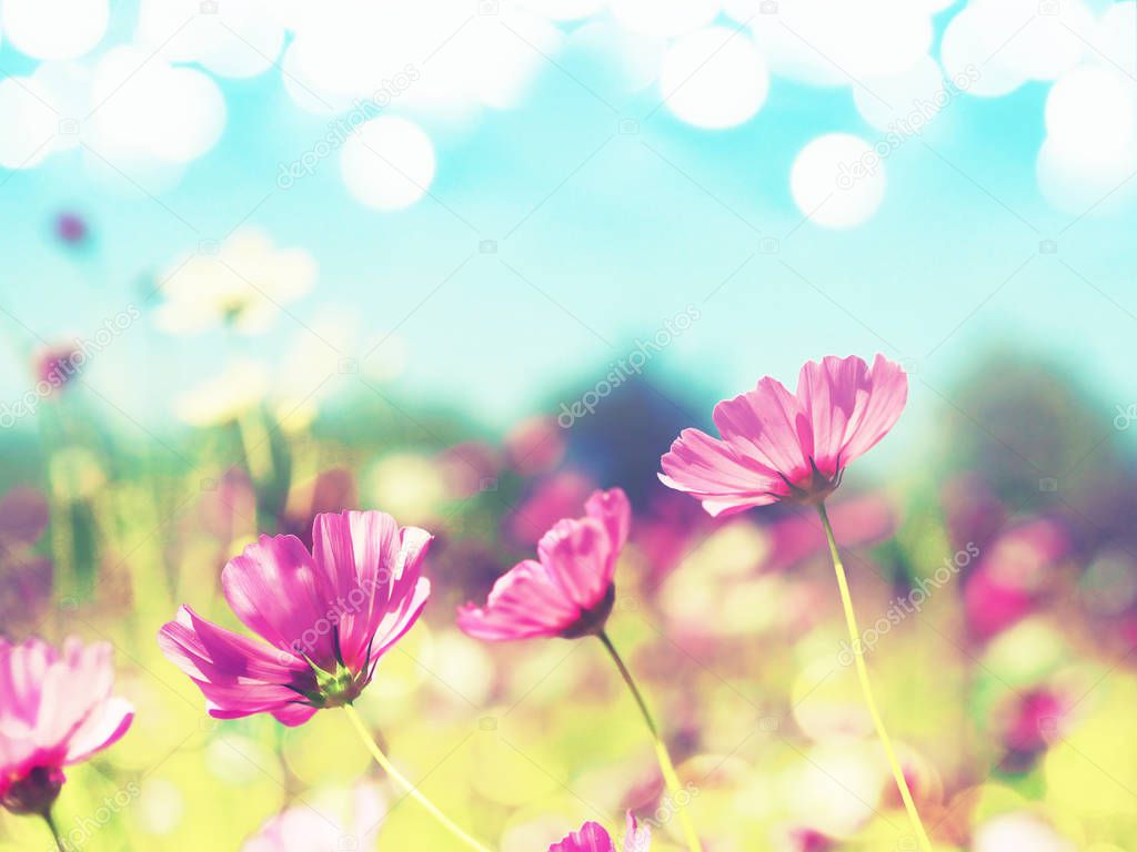 pink cosmos blooming over clear blue sky 