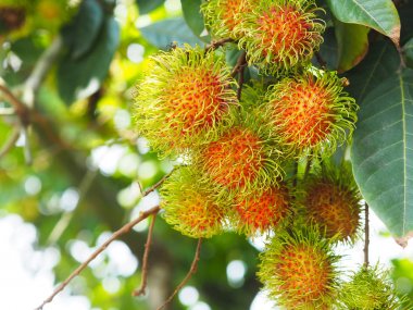 rambutan meyve ağacı üzerinde demet