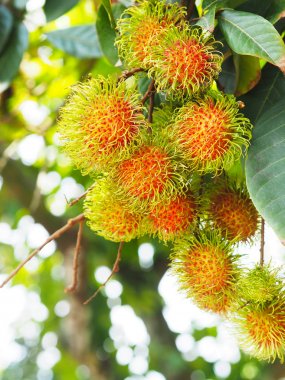 rambutan meyve ağacı üzerinde demet