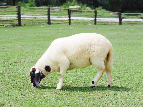 Siyah beyaz koyun otlatma yeşil alanında yüz — Stok fotoğraf