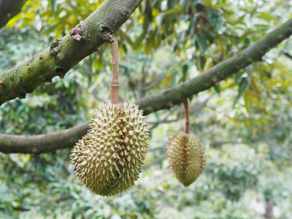 Durian fruit hanging on tree — Stock Photo, Image