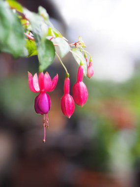 Fuşya çiçekleri kapatın 