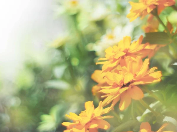 Yellow zinnia flower with soft style — Stock Photo, Image