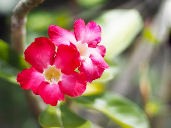 Impala lily red flower — Stock Photo, Image