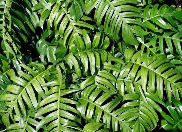 緑の葉のパターンと背景 — ストック写真