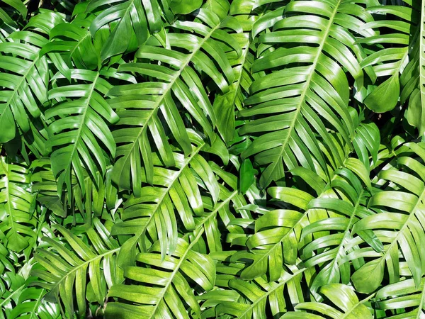 緑の葉のパターンと背景 — ストック写真