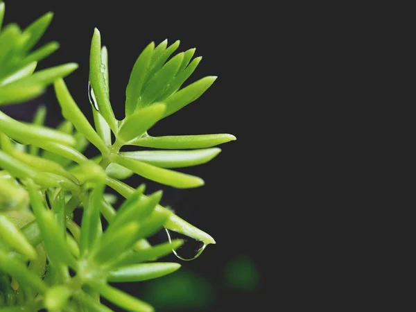 Folhas verdes com gota de água de pequena planta — Fotografia de Stock