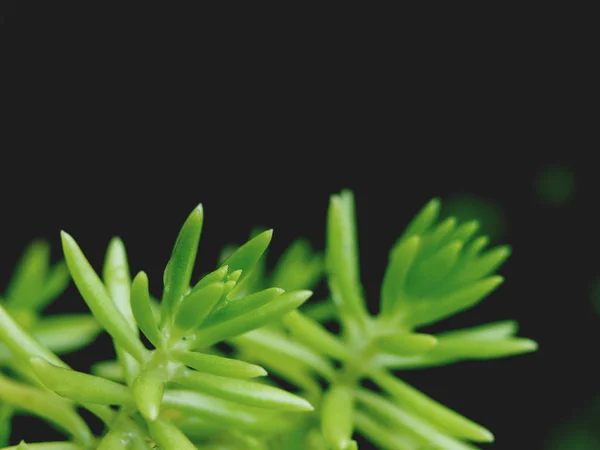 Folhas verdes com gota de água de pequena planta — Fotografia de Stock