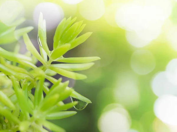 Folhas verdes com gota de água de pequena planta — Fotografia de Stock