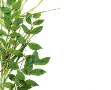 Beyaz arkaplanda yeşil yapraklar ayrık