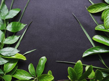 izole üzerinde siyah arka plan yeşil sarmaşık yaprakları