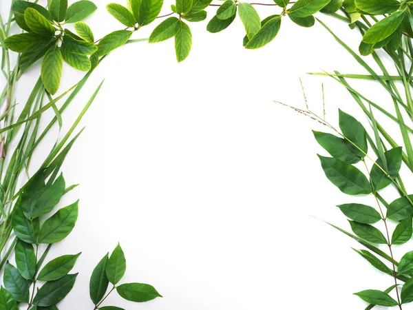 Borda folhas verdes isolado no fundo branco — Fotografia de Stock