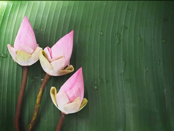 Pink lotus flowers on green banana leaf — Stock Photo, Image