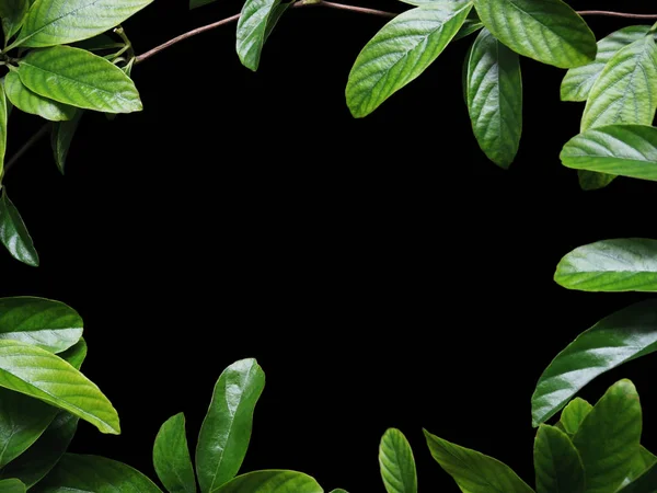 绿色的爬山虎叶子上孤立的黑色背景 — 图库照片