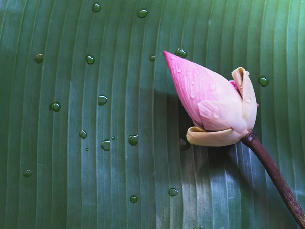 水滴と緑のバナナの葉にピンクの蓮の花. — ストック写真