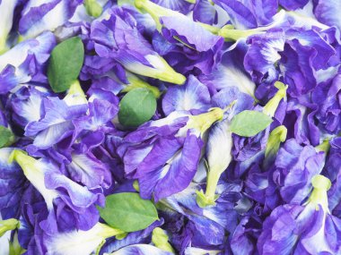 Mavi kelebek bezelye çiçeği kapatın. 