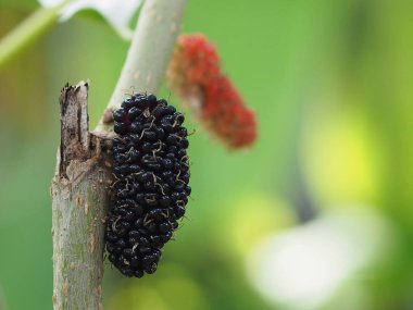 taze siyah dut meyve dalı.
