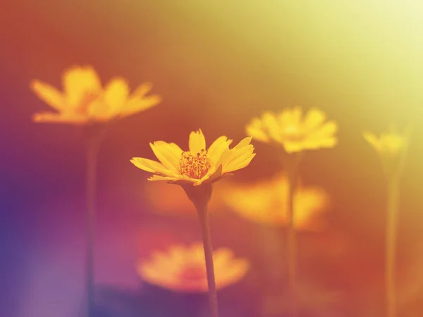 Nahaufnahme kleiner gelber Blüten mit Vintage Filtereffekt — Stockfoto