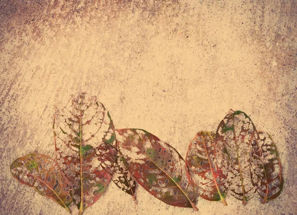 Suchych liści jesienią na betonowej podłodze teksturowanej. — Zdjęcie stockowe