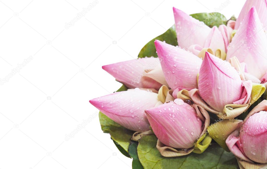 pink lotus flower bouquet with leaf isolated on white background
