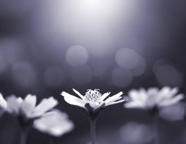 Küçük çiçek bahçede çiçek açan kapatın