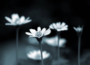 Küçük çiçek bahçede çiçek açan kapatın