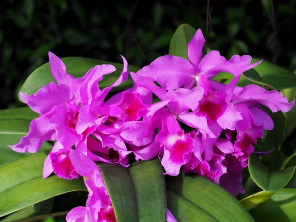 yeşil yaprakları ile mor orkide buketi 