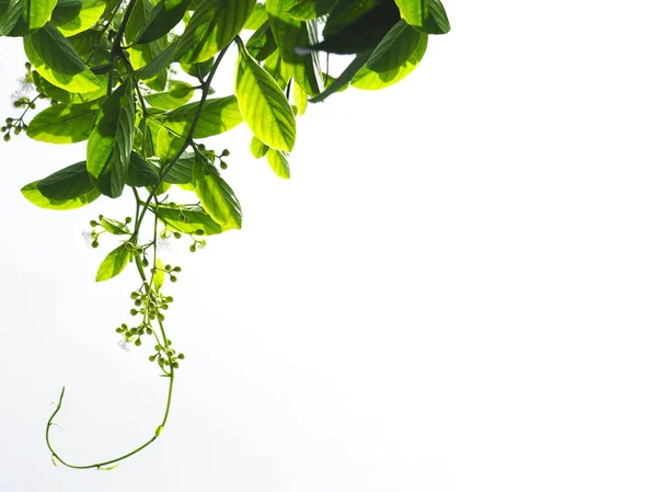 Folhas trepadeiras isoladas no fundo branco — Fotografia de Stock