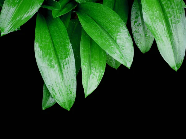 Folhas verdes com gotas de água isoladas em fundo preto — Fotografia de Stock