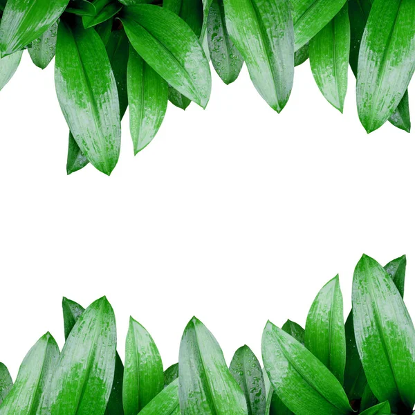 Folhas verdes com gotas de água isoladas no fundo branco — Fotografia de Stock