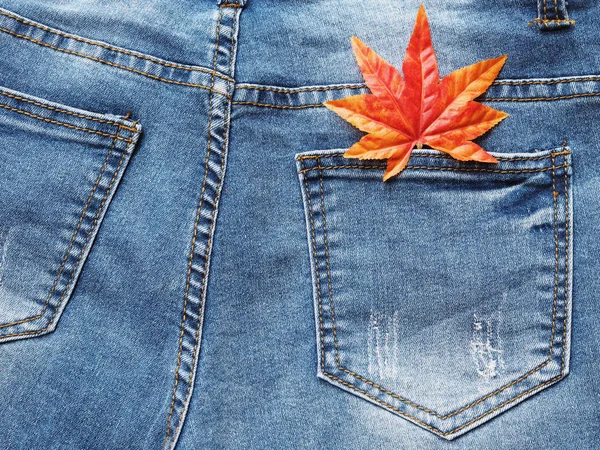 Close up maple leaf in jean pocket. — Stock Photo, Image
