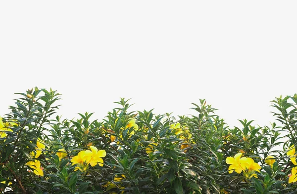 Gelber Blütenstrauch mit grünen Blättern isoliert auf weißem Grund. — Stockfoto