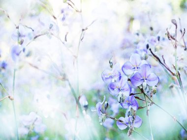 Soyut suluboya Mor çiçek arka plan.