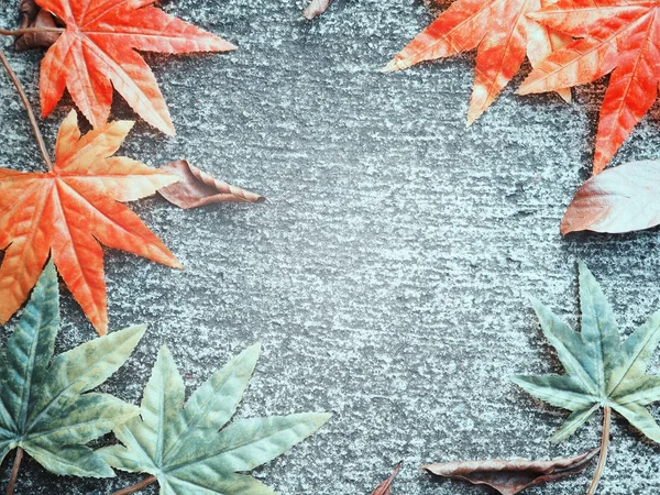 セメントの地面の背景に秋のカエデの葉 — ストック写真