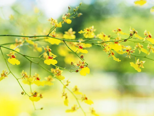 Жовта оцидійська орхідея в саду — стокове фото