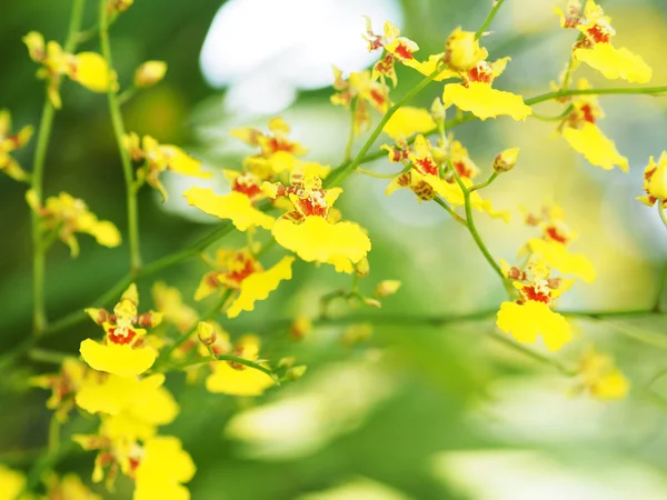 Yellow oncidium orchid branch in the garden for decoration — Stock Photo, Image