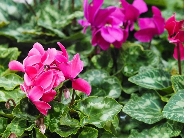 Cyclamen flowers in winter season — Stock Photo, Image