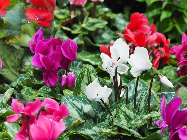 Cyclamen blühen im Winter — Stockfoto