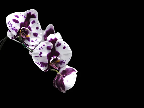 White orchids isolated on black background — Stock Photo, Image