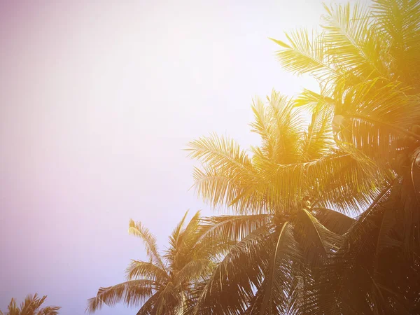 Kokosnoot boom en blauw sky op het strand van de zomer — Stockfoto