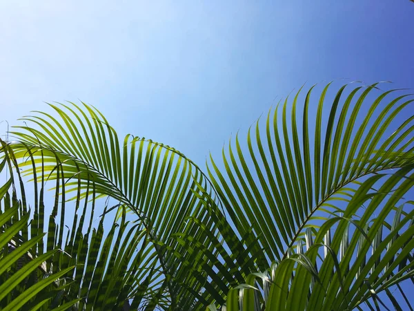 Coconut palm tree leaves over clear blue sky — Stock Photo, Image