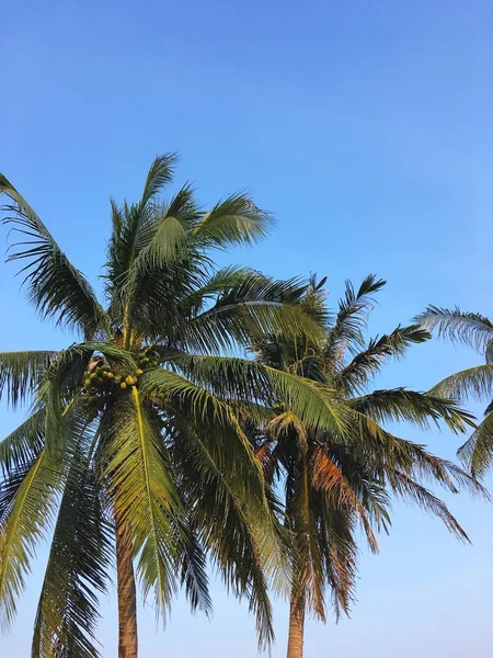 Cocos palm tree bladeren over de heldere blauwe hemel — Stockfoto